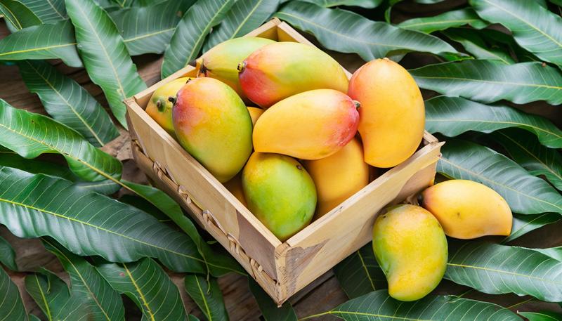 Alphonso and Kesar Combo Box for 2026 Season - Image 2