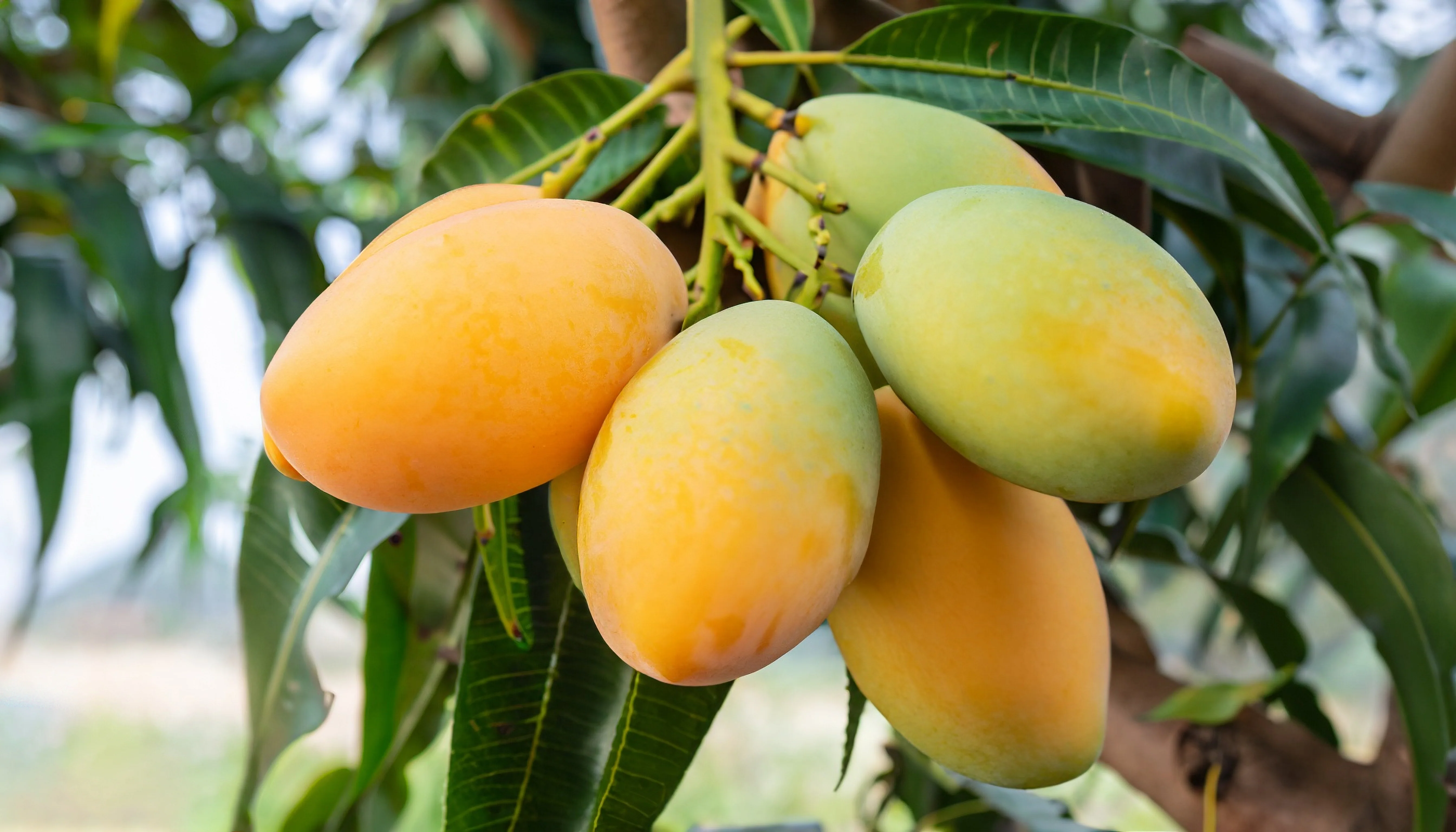 Fresh Mallika Mangoes from our farms India - Image 3